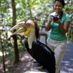 Sabah’s rural hotspots for birdwatchers