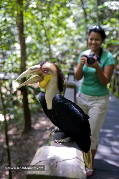 Sabah’s rural hotspots for birdwatchers
