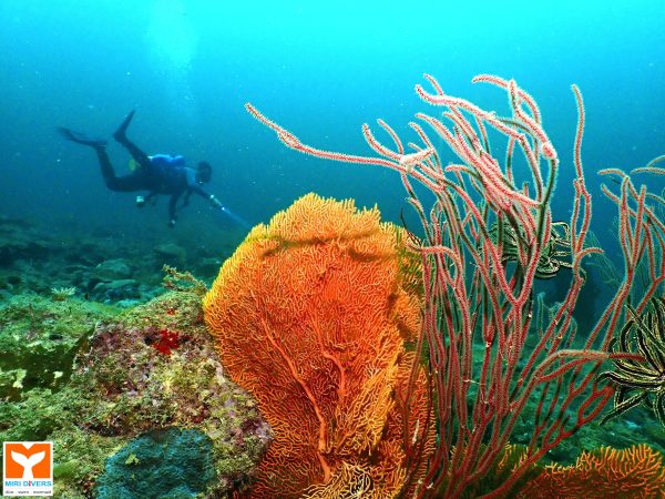 Sea Bunny graces Ang Pao designs